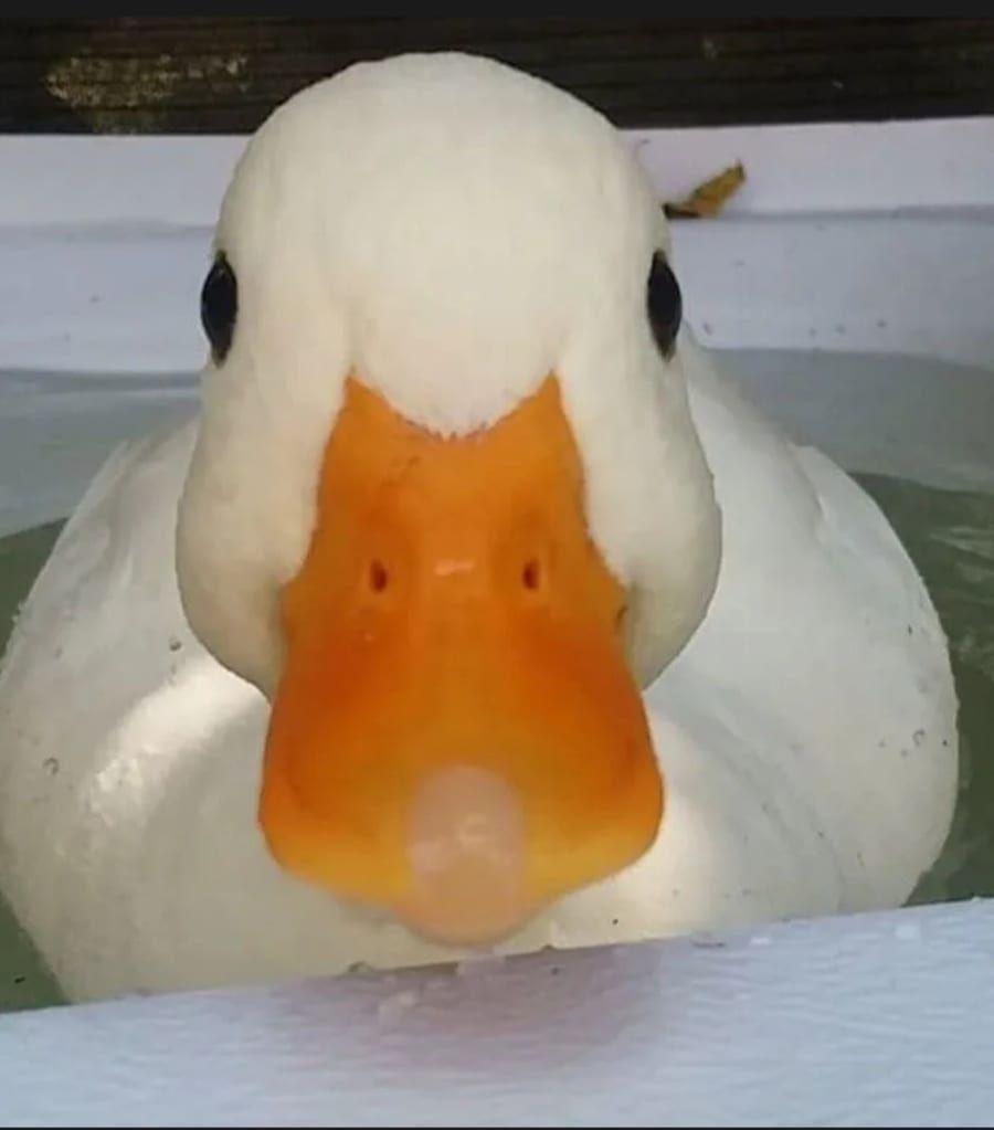 Profil von Alpha